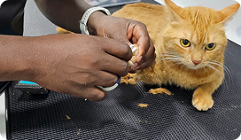 Cat Grooming Services Dubai: Gentle, Pro Care for Your Cat