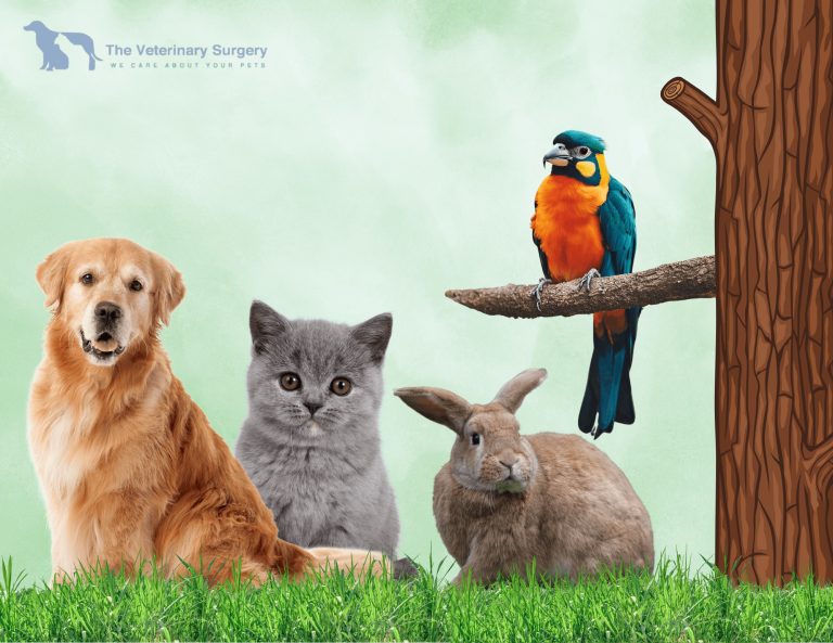 Pet Vet Care Qatar: Trusted Veterinary Services for Pets