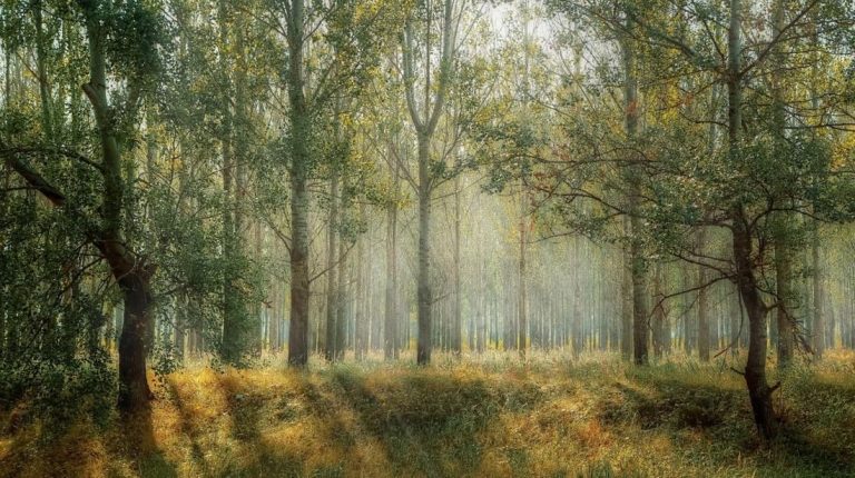 Placerville Tree Services: Trusted Care for Your Trees