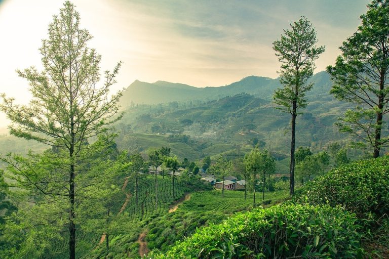 Plan 7 Day Sri Lanka Adventure