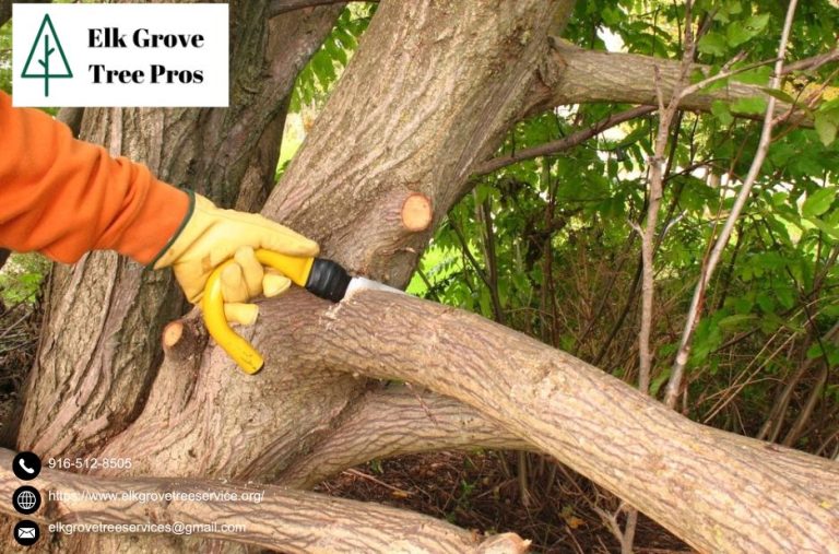 Keep Your Trees Healthy and Safe with Professional elk grove tree service