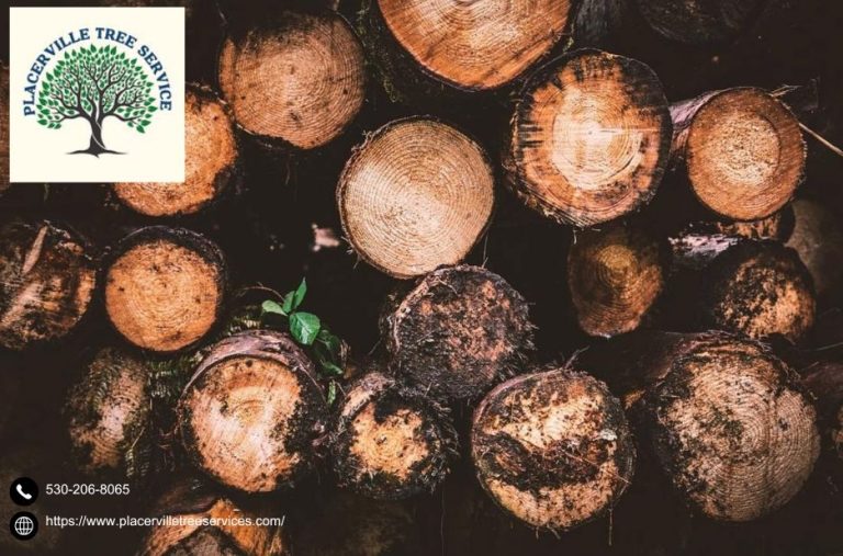 Get Safe and Efficient Solutions with Professional tree removal placerville