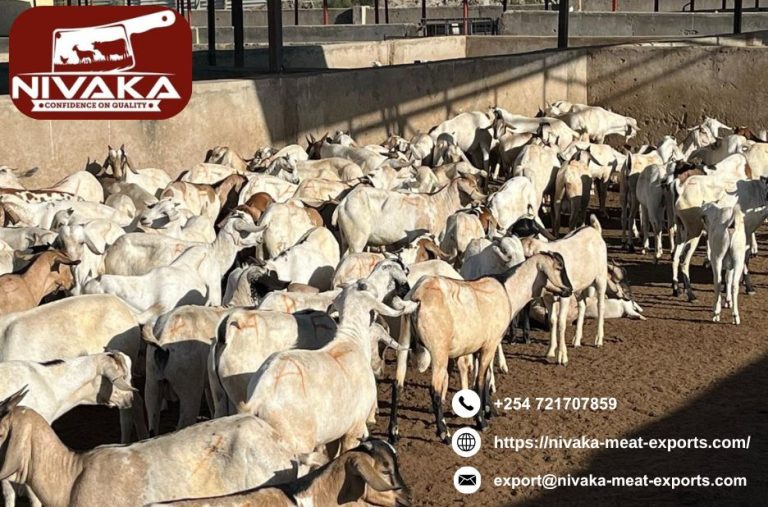 Efficient halal meat export logistics Kenya for businesses