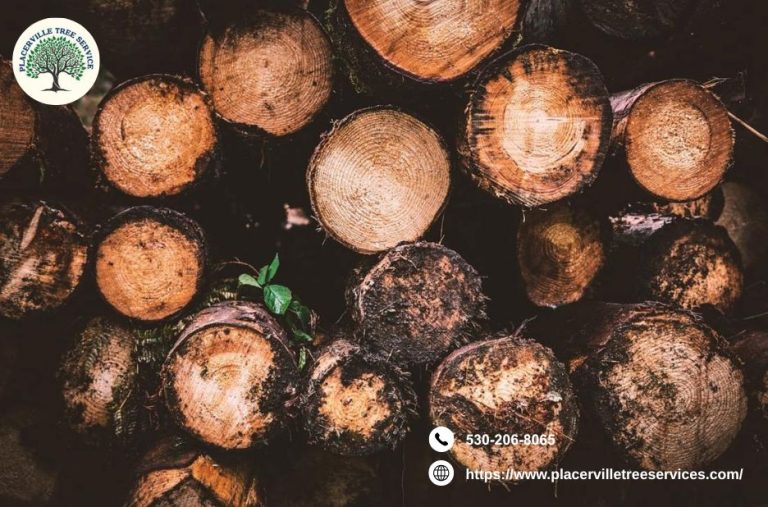 Expert Tree Service Placerville for Safe, Clean Properties