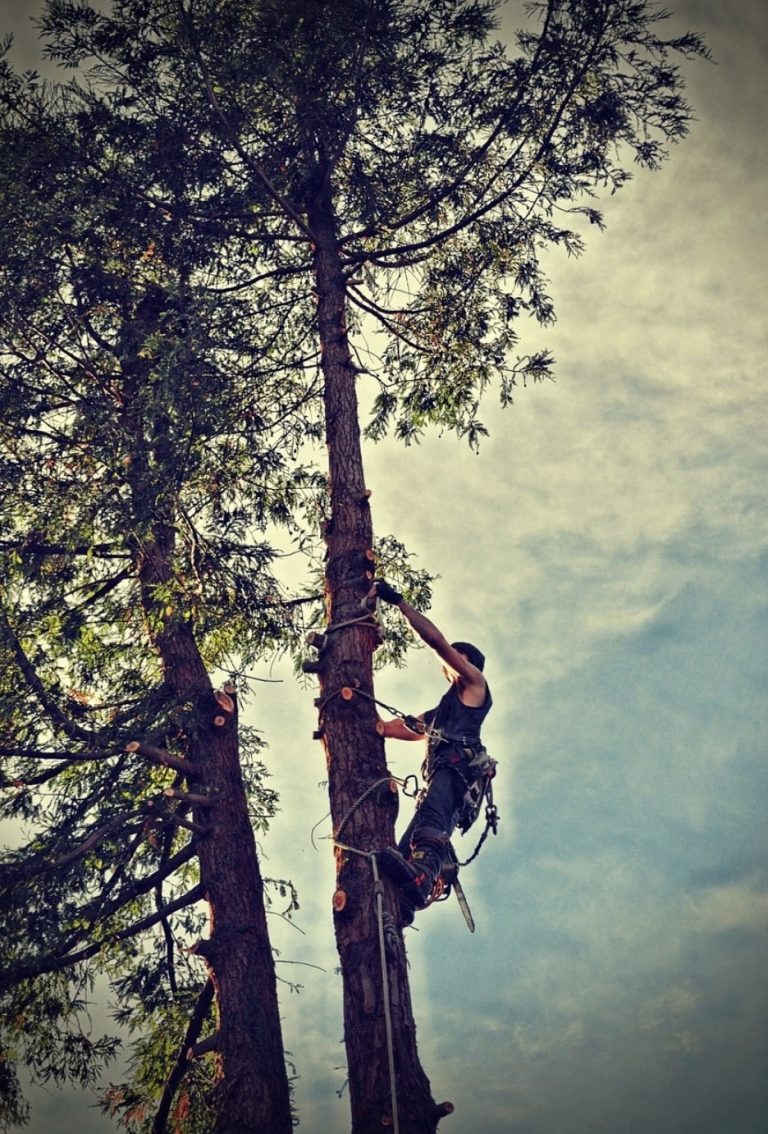 Trusted Tree Care in Placerville – Pruning, Removal & Stump Grinding