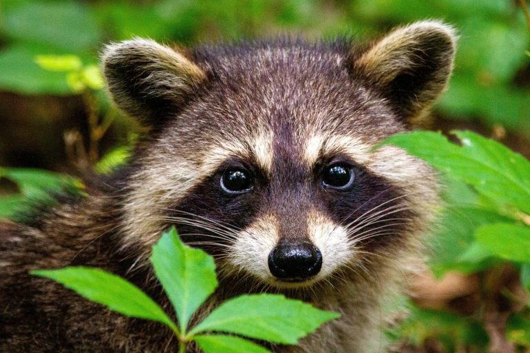 Reliable pest management in South Abington Township, PA