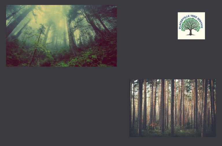 Expert Tree Care for Placerville Homes and Businesses