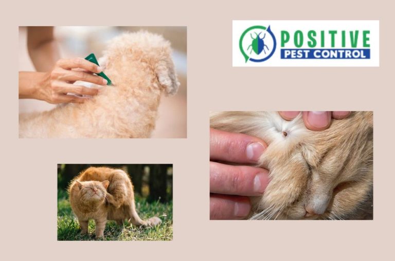 Effective Pest Control in Calgary: Safe, Humane Rodent Solutions