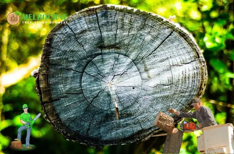 Affordable and Expert Stump Removal Footscray Services for Cleaner Outdoor Spaces